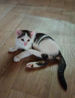Kitten - Gifhorn
