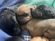 Ridgeback Labrador Welpen - Nottuln