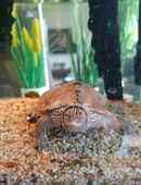 Mississippi Höckerschildkröte in 47249