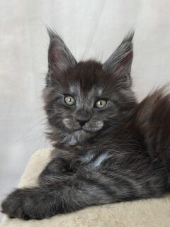 Maine Coon Kätzchen XXL