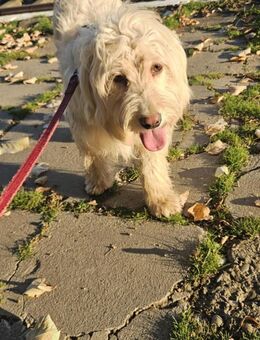 Suraya ist einsam - Greiz