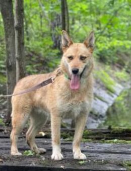 VAILISA- anhänglich und freundlich - Mainhardt