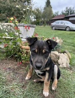 Luna soll nicht in Rumänien aufwachsen - Blankenheim (Nordrhein-Westfalen)