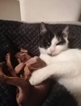 Prager Rattler Welpe - Walldürn Zentrum