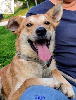 Jojo der aufgeschlossene Wegbegleiter - Kissing