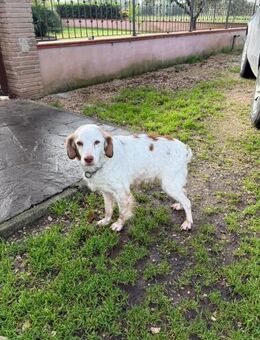 DAFNE 💜💜💜 sucht Altersruhesitz - Herxheim (Landau)