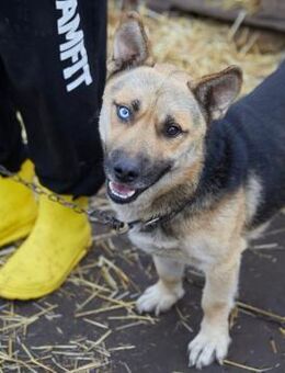 Paspartu❤️sucht Pflege- oder Endstelle - Rott (Inn)
