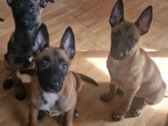 Süße Malinois welpen - Düsseldorf