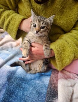 Süße baby Katzen - Stadtoldendorf