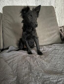 🐾Pepi sucht sein Für-Immer-Zuhause 🐾 - Freilassing