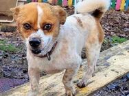 Hund Bobby sucht liebe Menschen - Neuhausen (Fildern)