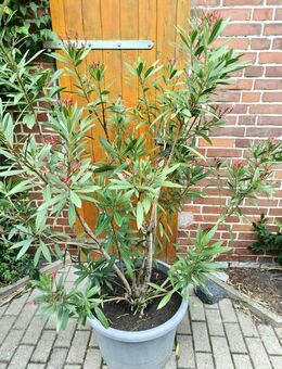 Oleander rosa - Barsinghausen