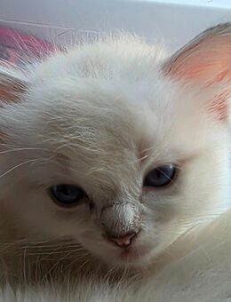 Ragdoll Kitten mit Stammbaum - Räbke