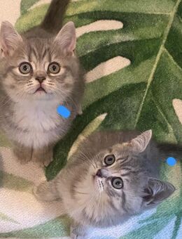 Britisch Kurzhaar Kitten 2 frei - Rerik