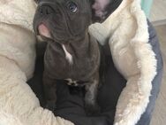 Französische Bulldogge Hündin - Detmold