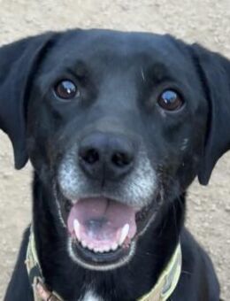 BALU - vom Sofa ins Shelter - Dänischenhagen