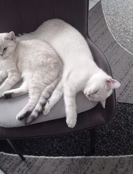 BKH Reinrassig Schneeflöckhen zum Advent 1Junge und 1 Mädchen - Obertshausen