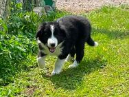 Border Collie Welpen - Sömmerda