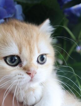 Reinrassige BKH Katze ny 11 black golden shaded Stammbaum - Hof