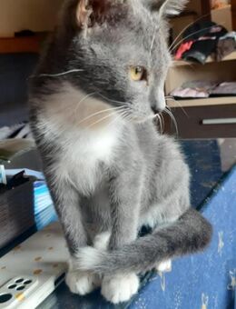 Gestiefelter Kater Socks - Margetshöchheim