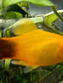 Mickymaus Platy gold - Hohenroth