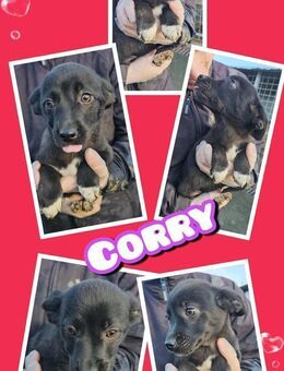 Kleine Corry möchte ins Warme! - Nürnberg