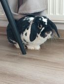 Zwergkaninchen sucht ein neues zu Hause in 01237