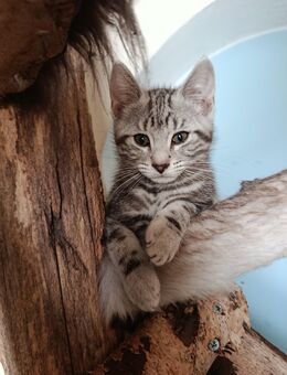 Norweg. Waldkatze- europ. Kurzhaar Mix Kitten Katercheb - Zweibrücken