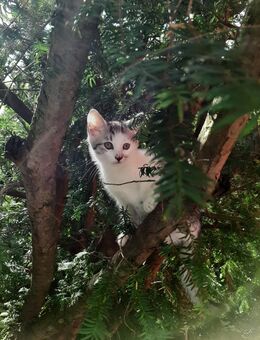 Süßes Kitten zum Verkauf, männlich - Auerbach (Vogtland)