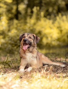 Wunderbare Rey alles auf Anfang!🐶 - München