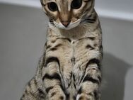 Reinrassigen Bengal Katze - Dortmund