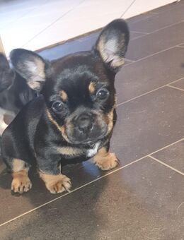 Jack Russel Mix - Bergkamen