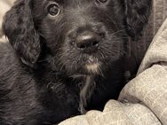 Doodle Mädchen, Pudel x Australien Shepherd Mix - Unterwellenborn