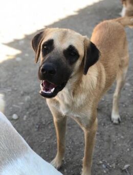 Calisto - weiß was er möchte - Beckingen