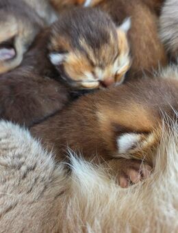 Bkh kitten neugeboren - Oldenburg