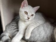 Süße Britisch-Kurzhaar -Russisch-Blau Kitten - Kreuzau