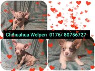 Chihuahua Welpen reinrassig♡ - Hannover