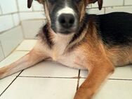 HARLEY - möchte eine liebevolle Zukunft - Sulzbach-Laufen