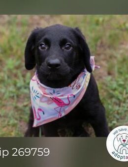 Chip 269759: Hundekind sucht ein Zuhause - Kirchzell