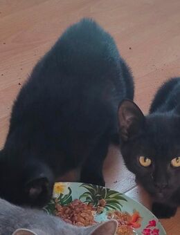 2 Schwarze Kater suchen dringend ein Zuhause - Neuenkirchen (Landkreis Heidekreis)