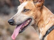 Luna - sucht sportliche Leute - Bochum