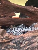 Zuchtgruppen L 236 Hypancistrus sp. in 27232