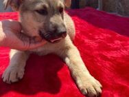 ❤️Lieber Welpe Benny sucht ein Zuhause! - Eislingen (Fils)