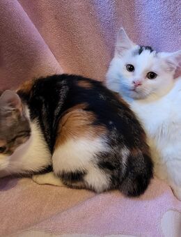 Zwei Katzen - Warmsen