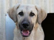Hakon sucht seine Familie - Kallmünz