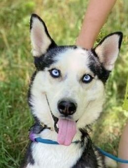 Menschenbezogener NAVARO - Gefrees