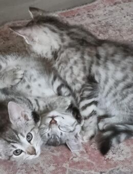 Kleine Katzenbabys suchen ein schönes Zuhause - Ebersbach-Neugersdorf