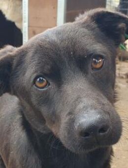 THEO-1 1/2 jähriger, kleiner Rüde, 38 cm - Rösrath