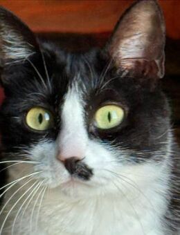 Poppy braucht endlich ein Zuhause - Lenzen (Elbe) Zentrum