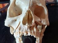 Menschlicher Kopfschädel aus Kunstoff "Real/Echt"